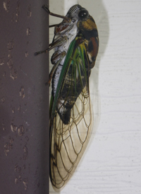 Lyric Cicada
